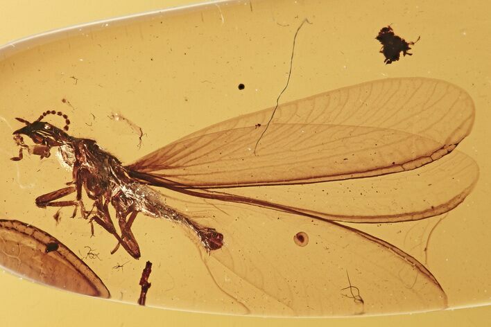 Detailed Fossil Winged Termite (Isoptera) In Baltic Amber #275484